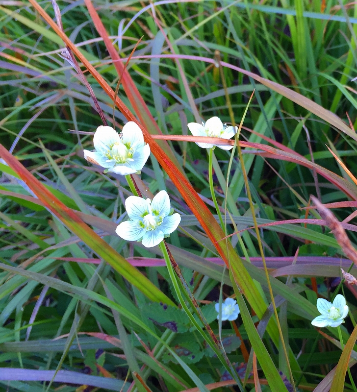 最後に、尾瀬・至仏山で見つけた花々です。