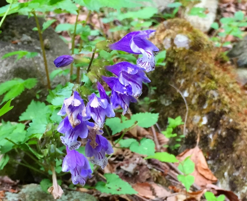 諏訪山登山中に出会った花々です
