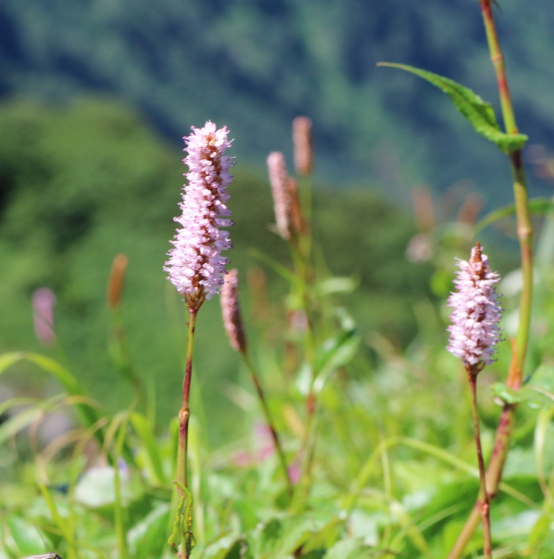 利尻岳山頂に咲く高山植物の花々です