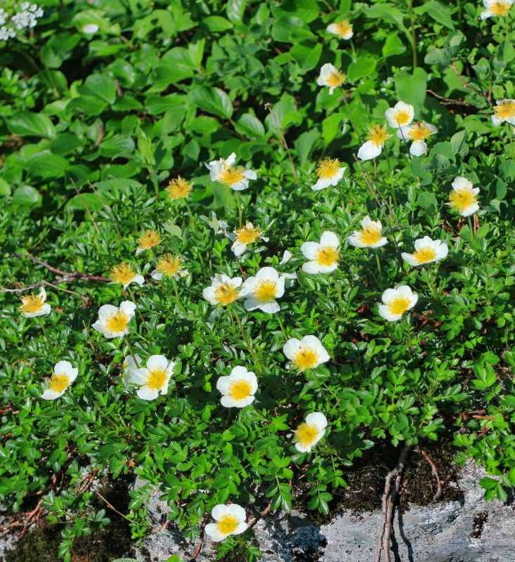 幌尻岳に咲く花々