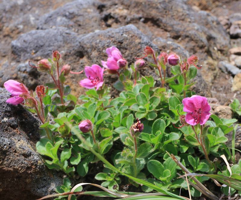 岩手山で見つけた花々