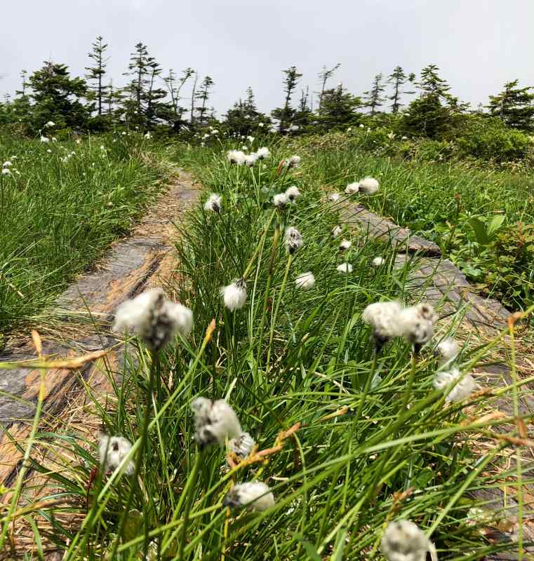 会津駒ヶ岳山頂付近の花々